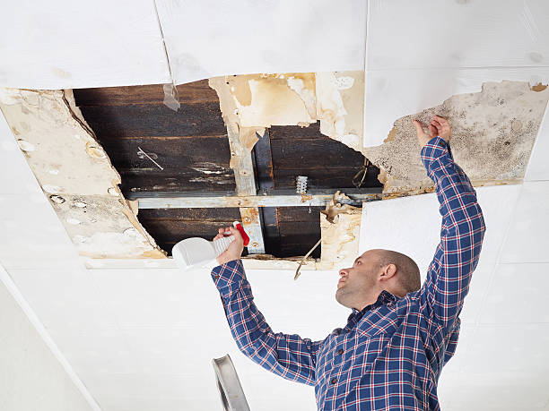 Best Emergency Mold Remediation  in Princeton, MO